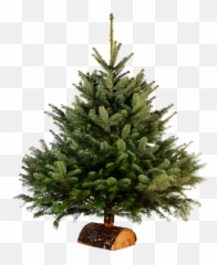 Care For Your Tree - Sapin De Noel En Pot Emoji,Adding Christmas Tree Emoticon Facebook