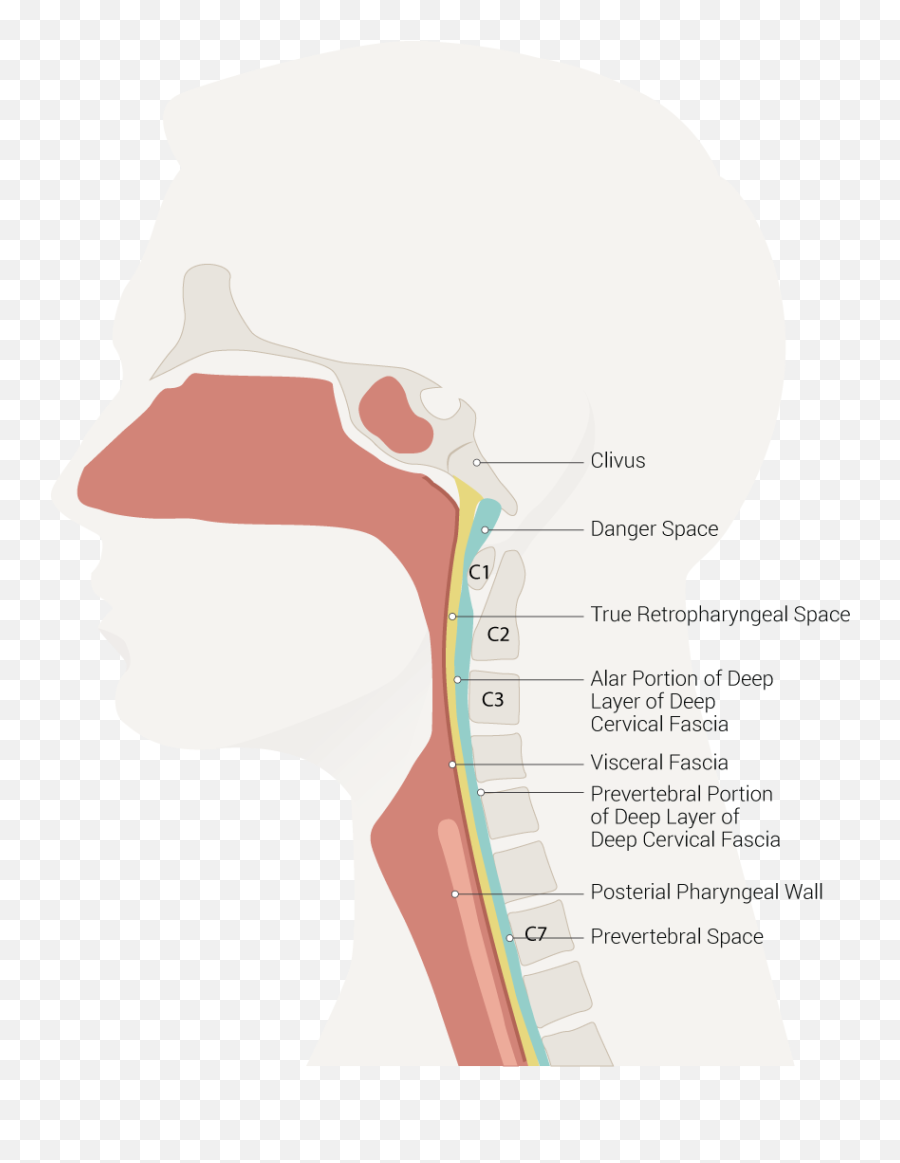 Anatomy Head And Neck Retropharyngeal Space Article Emoji,Visceral &/or Emotions