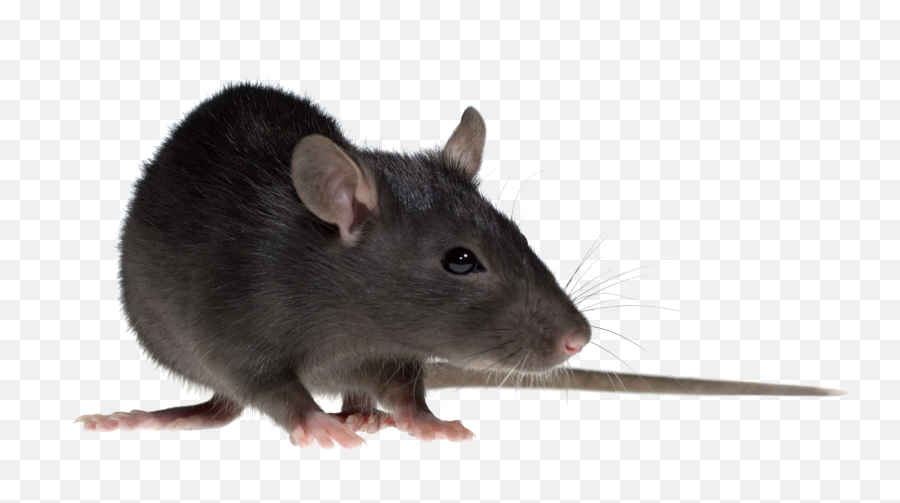 Rat Download Png Image Png Arts Emoji,Rats Emoji