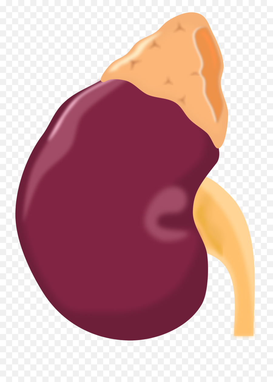 Fileazex - Kidneysvg Wikimedia Commons Emoji,Kidney Stone Emoji