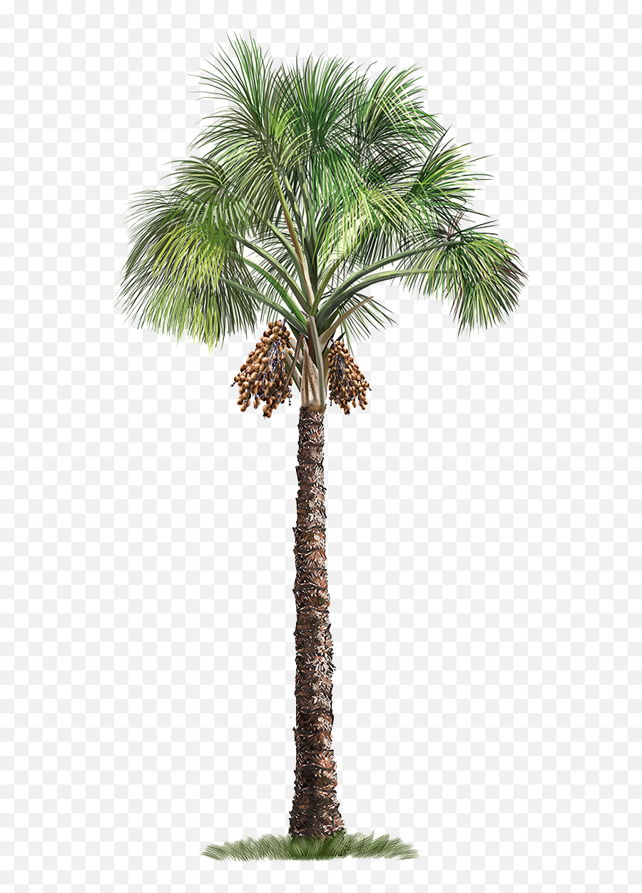 Download Palm Flexuosa Mauritia Tree Arecaceae Free Download - Transparent Background Date Tree Png Emoji,Palm Tree Emoticon