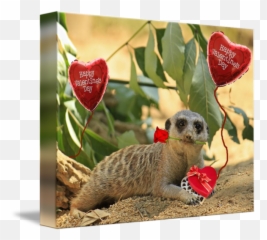 Sexy Valentine Meerkat - Meerkat Valentine Emoji,Emotion For Sexy