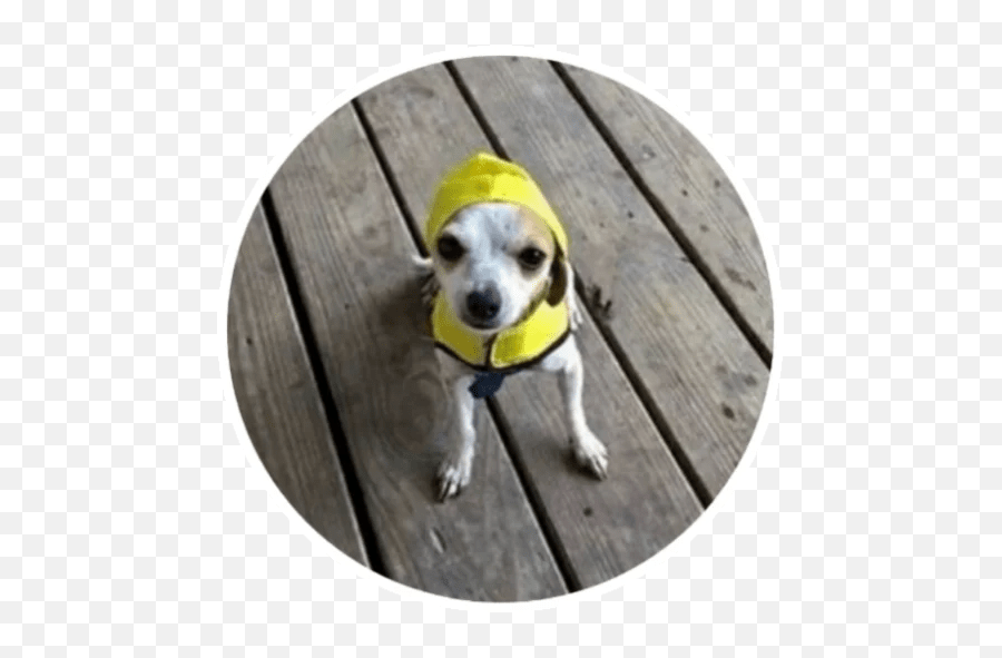 Wholesome Animals Stickers - Live Wa Stickers Dog Clothes Emoji,Wholesome Memes Emojis