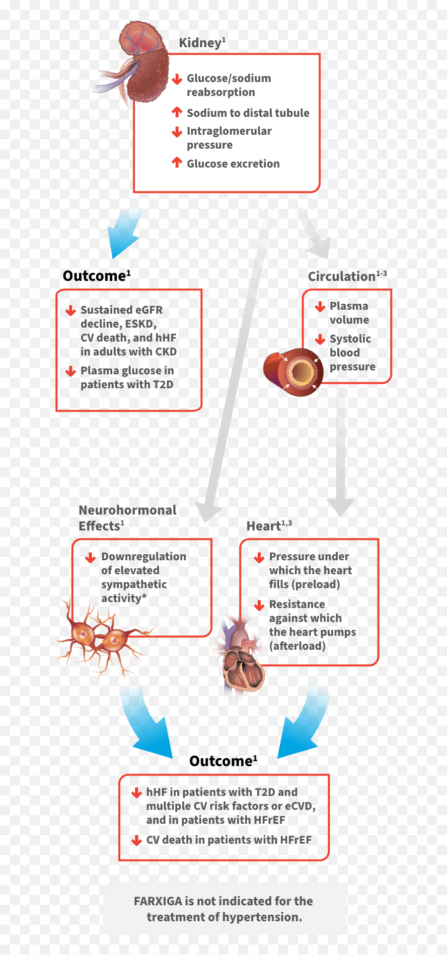 Mechanism Of Action Moa Farxiga Dapagliflozin 5 Mg - Vertical Emoji,Emotions And How They Affect Type 1 Diabetes Glucose Levels Chart