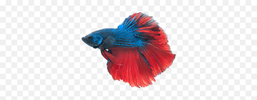 Fish Fishes Red Blue Sticker - Betta Png Transparent Free Emoji,Fighting Emoji Tumblr
