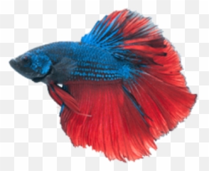 Fish Fishes Red Blue Sticker - Betta Png Transparent Free Emoji,Fighting Emoji Tumblr