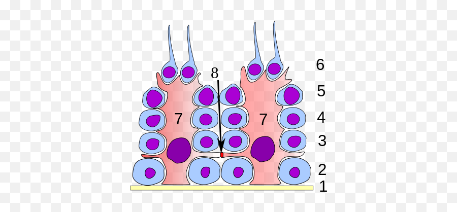 Spermatogonium Owlapps - Sertoli Cell Androgen Binding Protein Emoji,Mitosis In Emojis