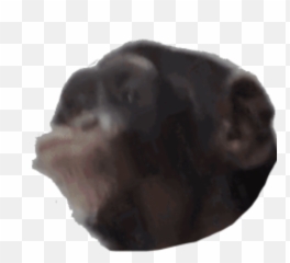 Monkey Emojis - Hair Design,Le Monke Emoji