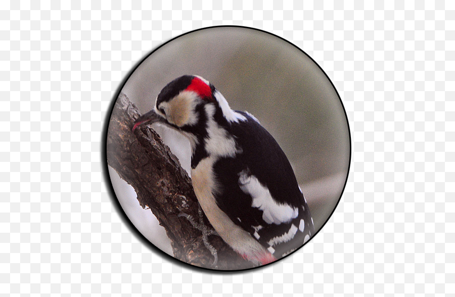 Lifelist Hokkaidojefu0027s Birding Blog Birding Hokkaido - Great Spotted Woodpecker Emoji,Coco Bird Emojis