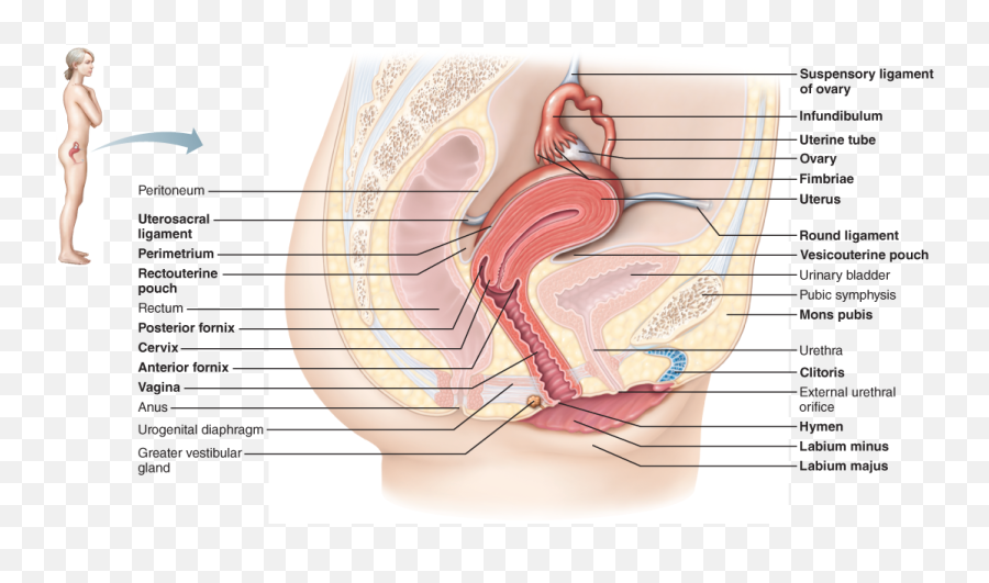 260 Anatomy Ideas Anatomy Pearson Anatomy And Physiology - Art Labeling Activity Figure A 2 Emoji,Emojis That Lead From The Kidney To The Urinary Bladder