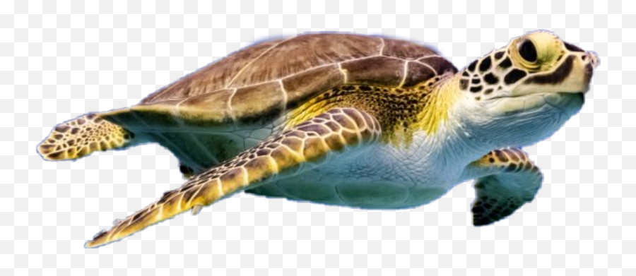 Turtle Tortoise Seaturtle Sea Swim - Hawksbill Sea Turtle Emoji,Sea Turtle Emoji