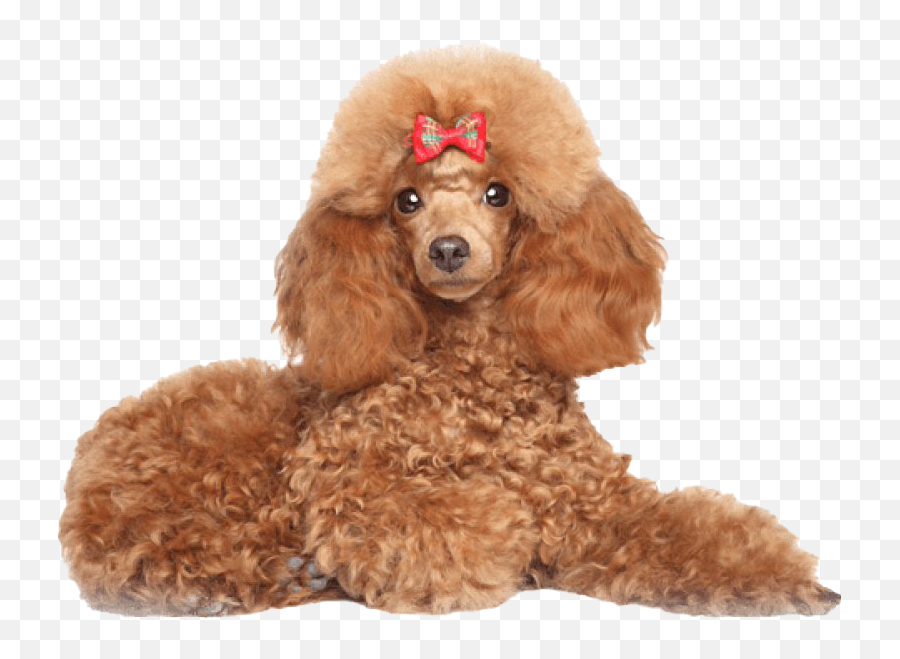 Poodle Png Transparent Images Png All Emoji,Poodle Emoticon