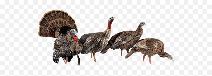 Duck Decoys Goose Decoys And Turkey Decoys Avian - X Emoji,Skinny Turkey Emojis