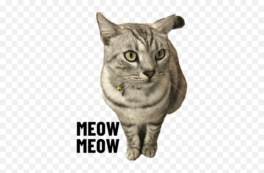 Meowmeowthepolcat Emoji,Catlol Emoji