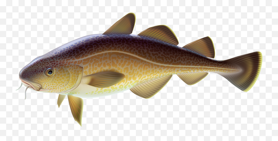 Library Of Fish Caught Free Stock Png Files Clipart - Carp Fish Png Transparent Emoji,Man Fishing Pole Fish Emoji