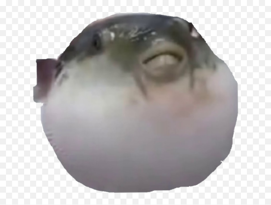 Pufferfish Meme Fish Sticker - Pufferfish Meme Transparent Background Emoji,Pufferfish Emoji