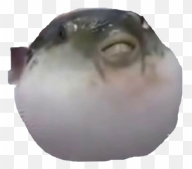Pufferfish Meme Fish Sticker - Pufferfish Meme Transparent Background Emoji,Pufferfish Emoji