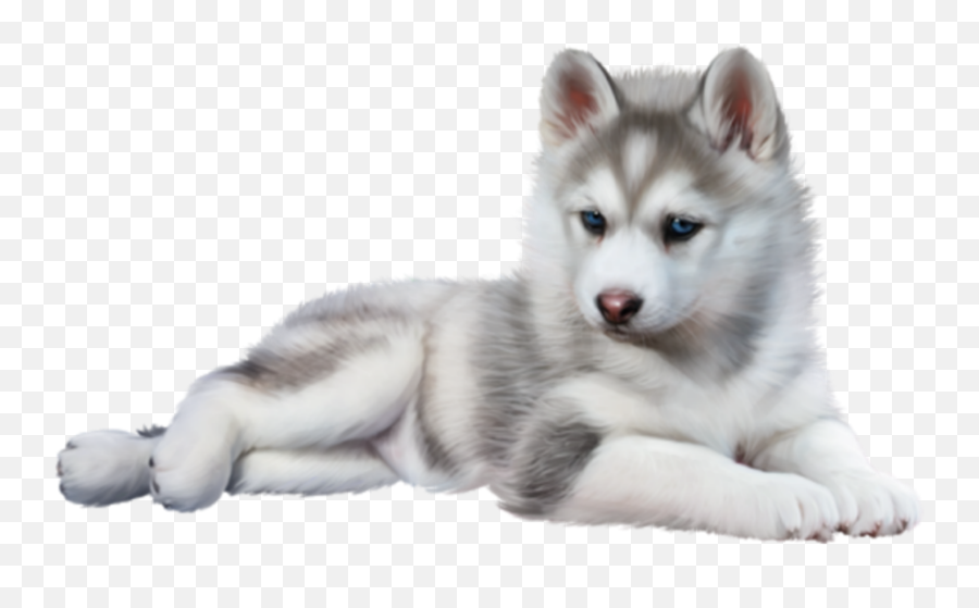 The Most Edited Husky Dog Picsart - Husky Puppy Transparent Background Emoji,Siberian Husky Emoji