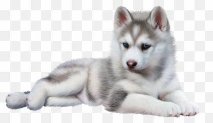The Most Edited Husky Dog Picsart - Husky Puppy Transparent Background Emoji,Siberian Husky Emoji