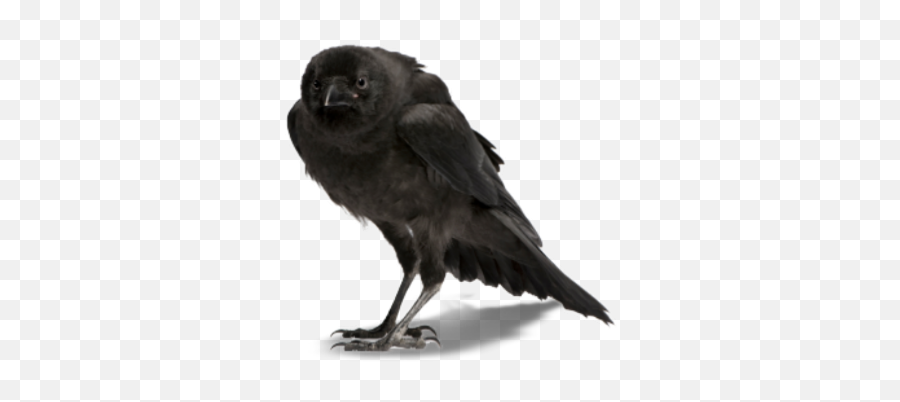 Compassion Freedom And Justice For All U2013 Intheshadowofthewolf - Crow Png Emoji,Animals Who Represent Emotion