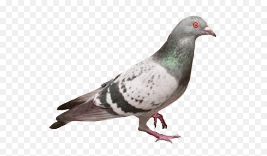 Bird Birds Parrot Pigeon Urtle - Australian White Ibis Meme Emoji,Dove Bird Emojis