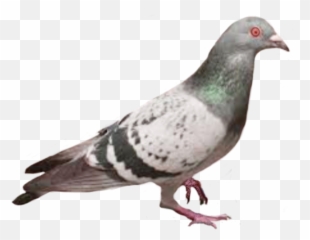 Bird Birds Parrot Pigeon Urtle - Australian White Ibis Meme Emoji,Dove Bird Emojis