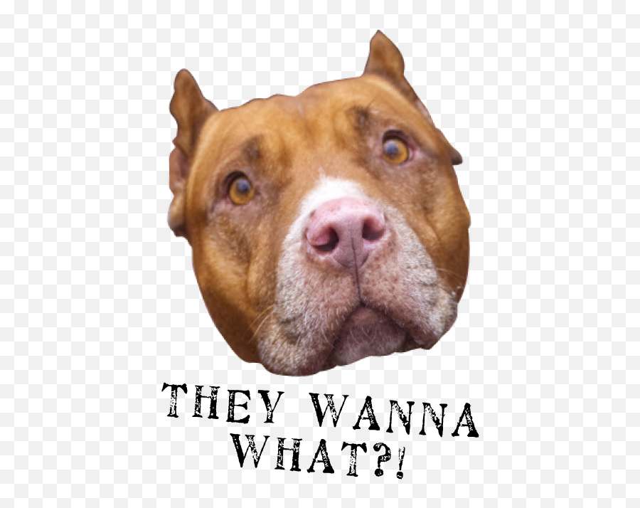 Download Hd They Wanna What2 - Sad Pitbulls Wearing Muzzles Collar Emoji,Pitbull Emoji