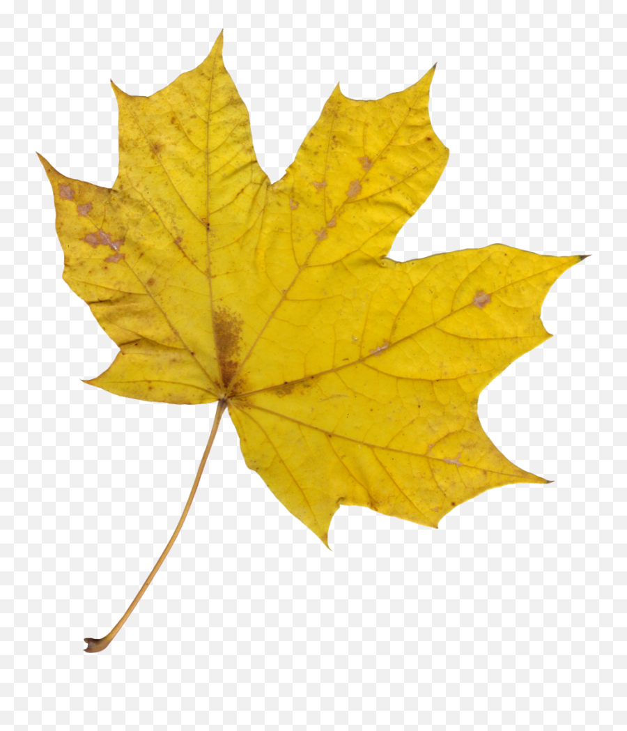 10 Maple Leaves Transparent - Wilfrid Laurier University Leaf Emoji,Free Red Maple Leaf Emoji
