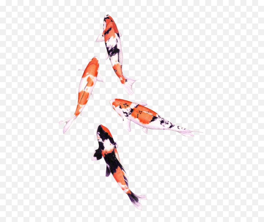 Popular And Trending Koi Stickers Emoji,Fosh Feather Emotions