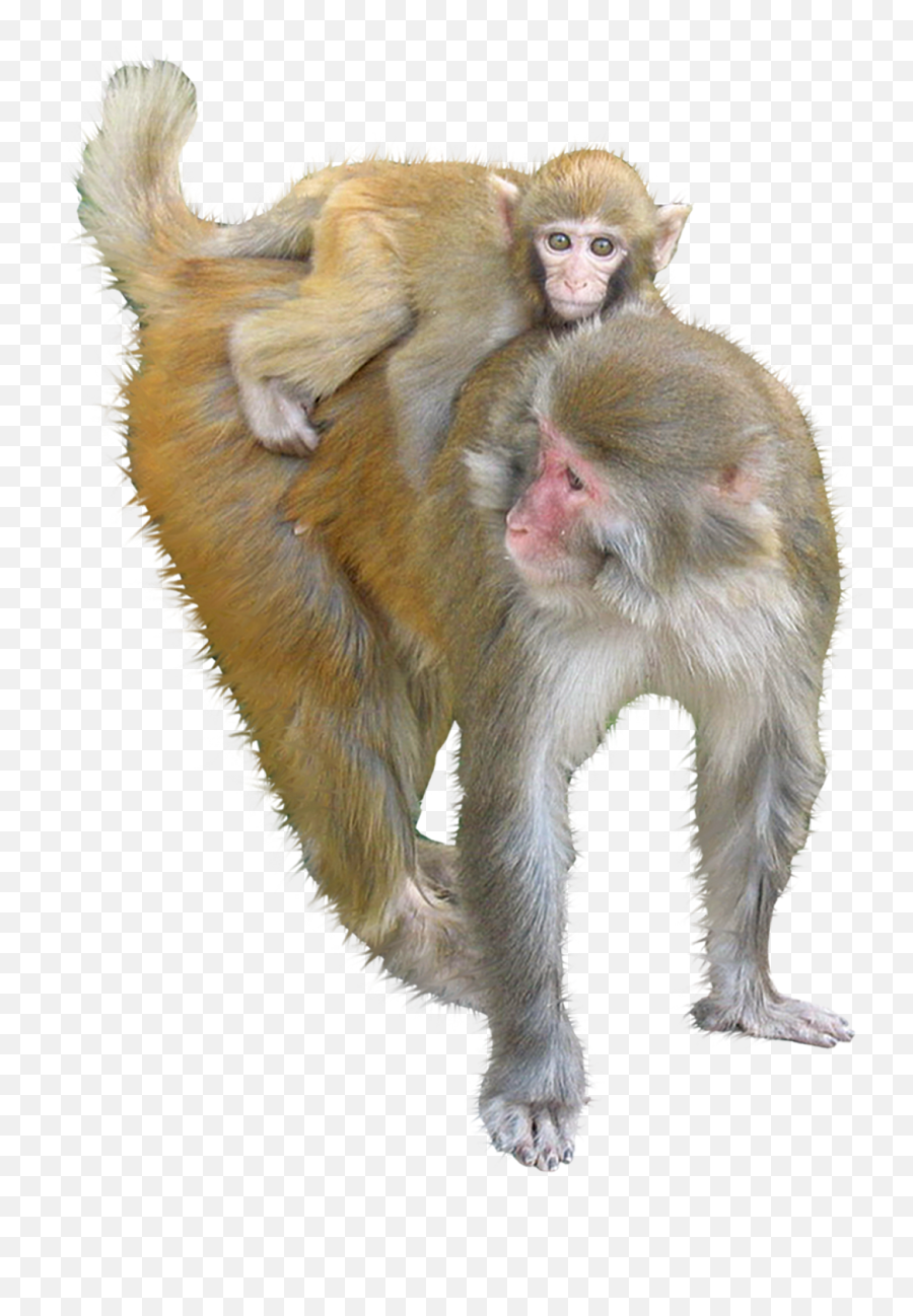 Macaque Ape Monkey - Animals Monkeys Png Download 1500 Emoji,12 Monkeys In Emojis