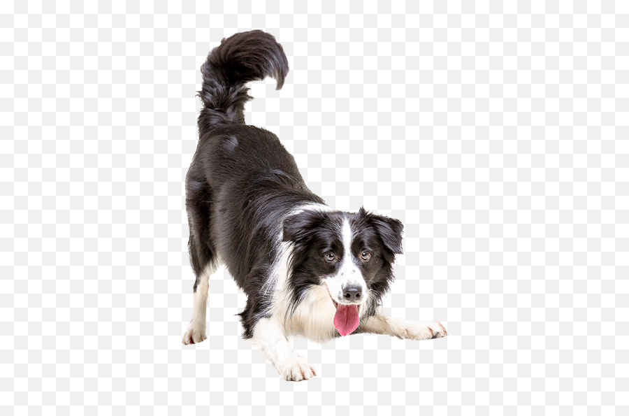 The Pet Van - Supply And Delivery Of High End Pet Food And Medicamentos Veterinarios En Mexico Emoji,Border Collie Emoji