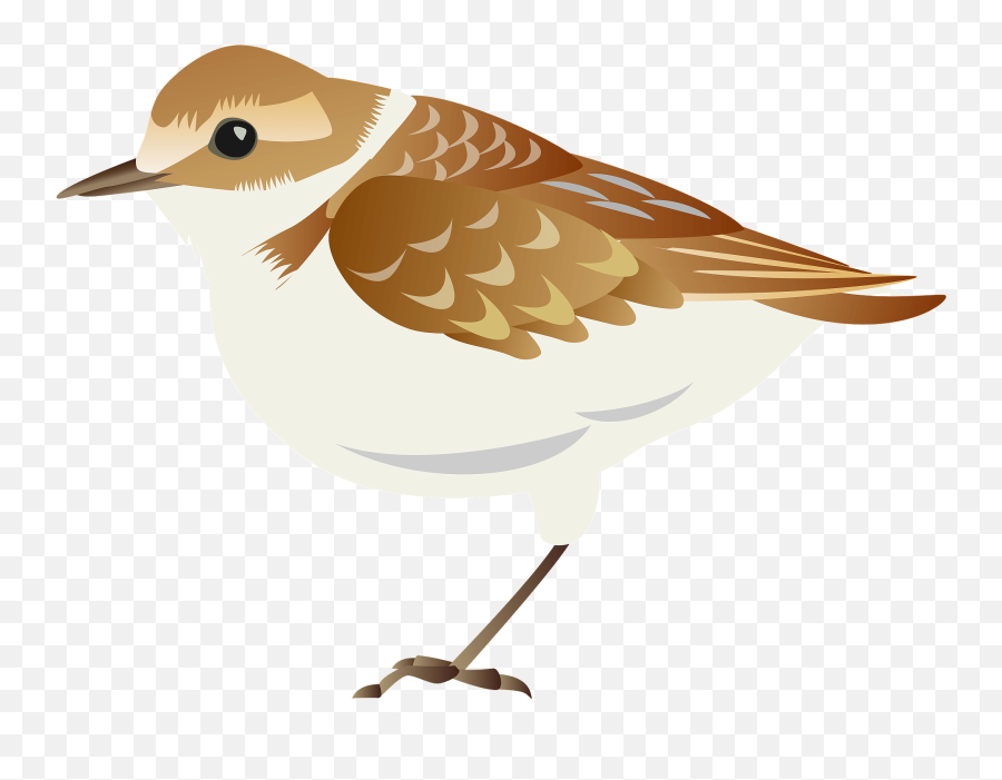 Plover Bird Clipart - Old World Flycatchers Emoji,Kiwi Bird Emoji