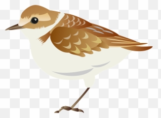 Plover Bird Clipart - Old World Flycatchers Emoji,Kiwi Bird Emoji
