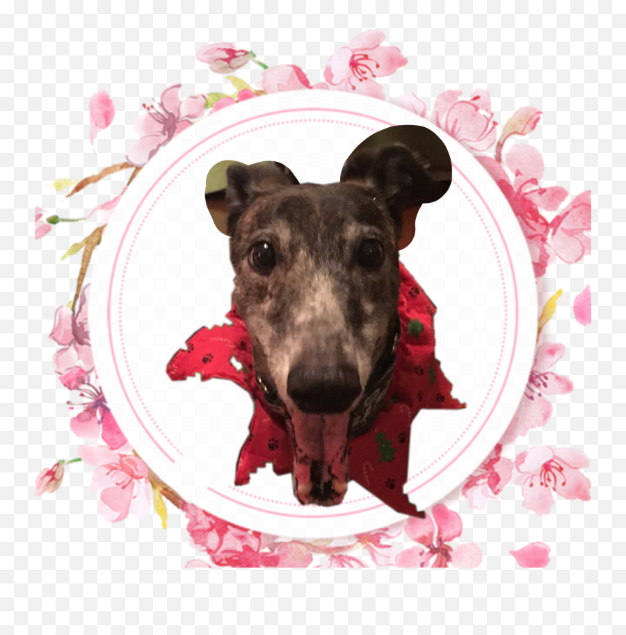 Greyhound Sticker - Rampur Greyhound Emoji,Greyhound Emoji