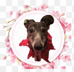 Greyhound Sticker - Rampur Greyhound Emoji,Greyhound Emoji