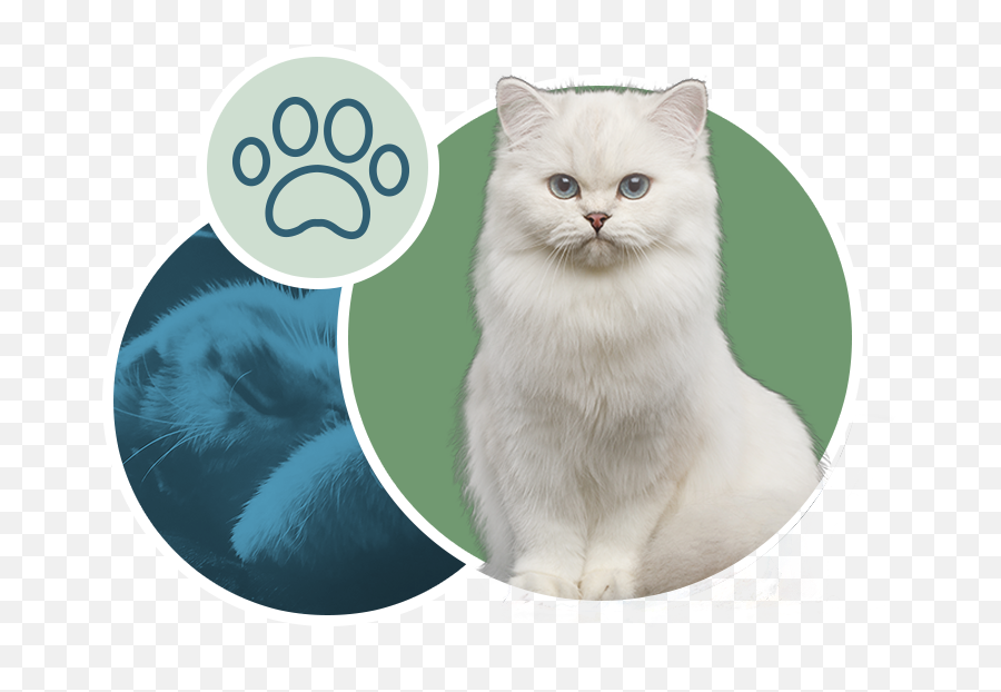 Upper West Side Cat Veterinarian - British Emoji,Ech Cat Emotion