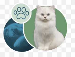 Upper West Side Cat Veterinarian - British Emoji,Ech Cat Emotion