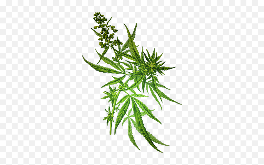 Download Weed Transparent Background Download - Cannabis Cannabis Sativa Emoji,Weed Plant Emoji