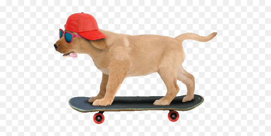 Top Dog Skateboarding Stickers For Android U0026 Ios Gfycat - Cool Dog Gif Transparent Emoji,Dog Emoji Android