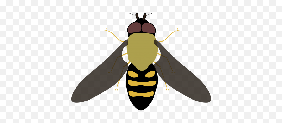 How To Identify Bees U2013 Wisconsin Pollinators U2013 Uwu2013madison Emoji,Wasp Emoji