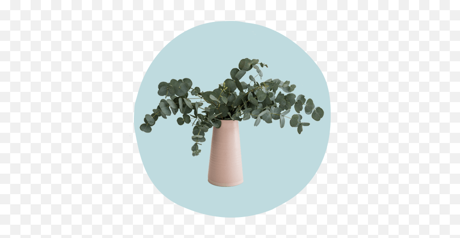 Houseplants That Double As Self - Eucalyptus Emoji,No More Poison Killing My Emotion