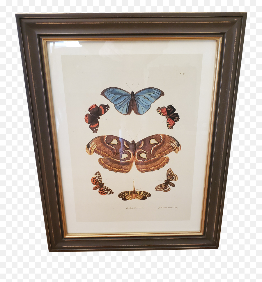 Prints 1960u0027s Vintage Butterfly Lithograph Lithographs Emoji,Why Does Aj Use Cat Emojis