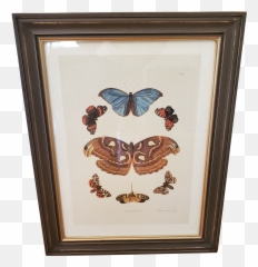 Prints 1960u0027s Vintage Butterfly Lithograph Lithographs Emoji,Why Does Aj Use Cat Emojis