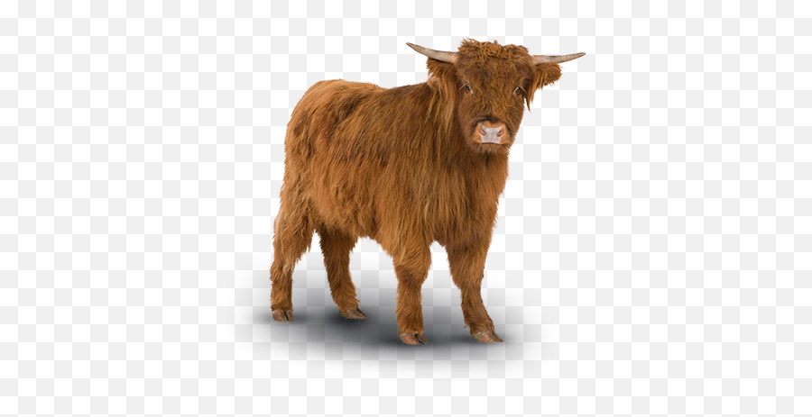 Highland Cow Png Free Highland Cow - Transparent Highland Cow Png Emoji,Longhorn Cattle Emoji Sign