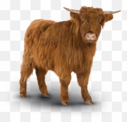 Highland Cow Png Free Highland Cow - Transparent Highland Cow Png Emoji,Longhorn Cattle Emoji Sign