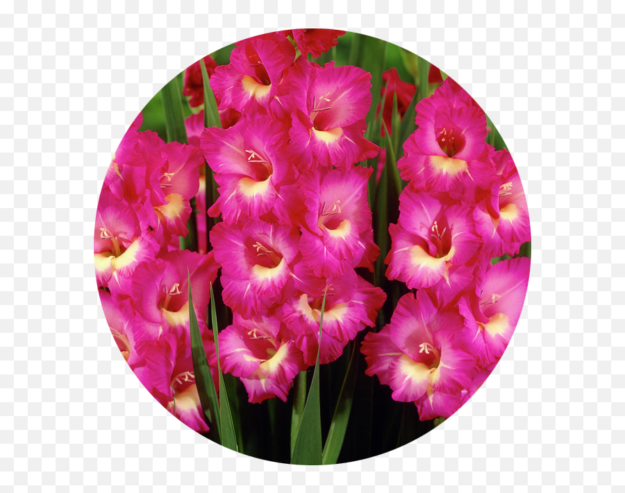 Birth Month Flowers And Their Meanings - Gladiolus Pink Emoji,Daffodil Pink Emotion