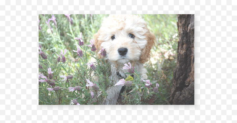 Hometown Journey Magazine - Dog In A Flower Field Emoji,Dog Ear Emotions\