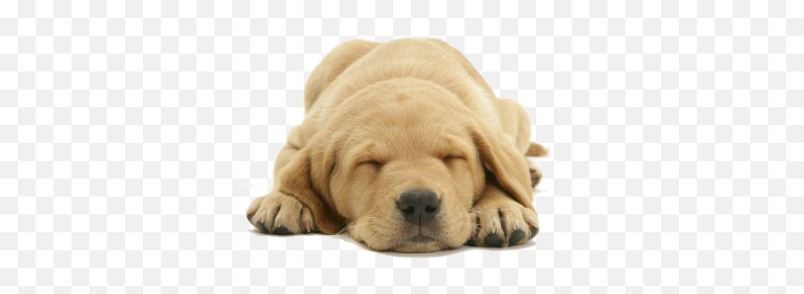 Retriever Puppy - Scottex Dog Emoji,Send Your Friends Cute Cream Labrador Retriver Emojis