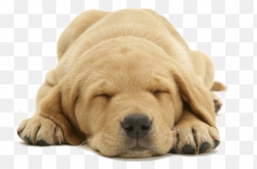 Retriever Puppy - Scottex Dog Emoji,Send Your Friends Cute Cream Labrador Retriver Emojis