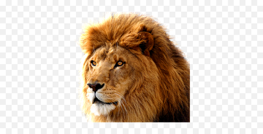 Head Lion Free Cut Out - 18979 Transparentpng Emoji,Whatsapp Lion Emoticon